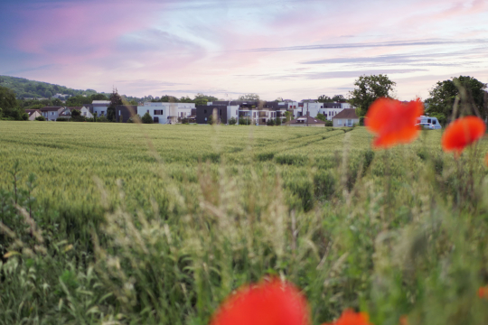 Plaine et coquelicots