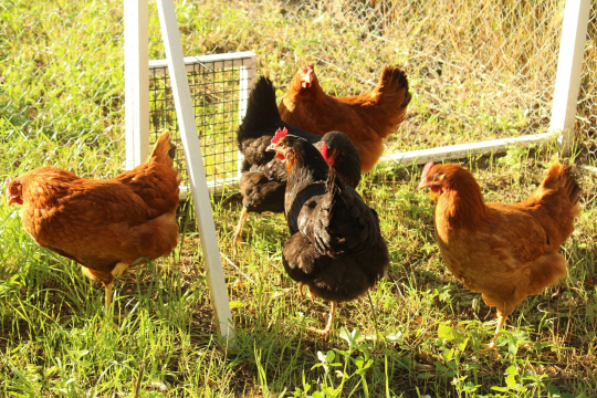 poules