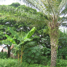 Zè